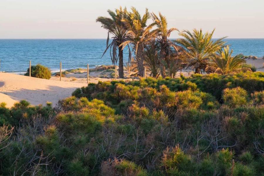 New Build - Penthouse - Guardamar del Segura - Avda del Puerto